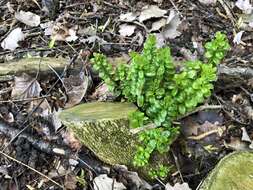 Image of Buxus sempervirens L.