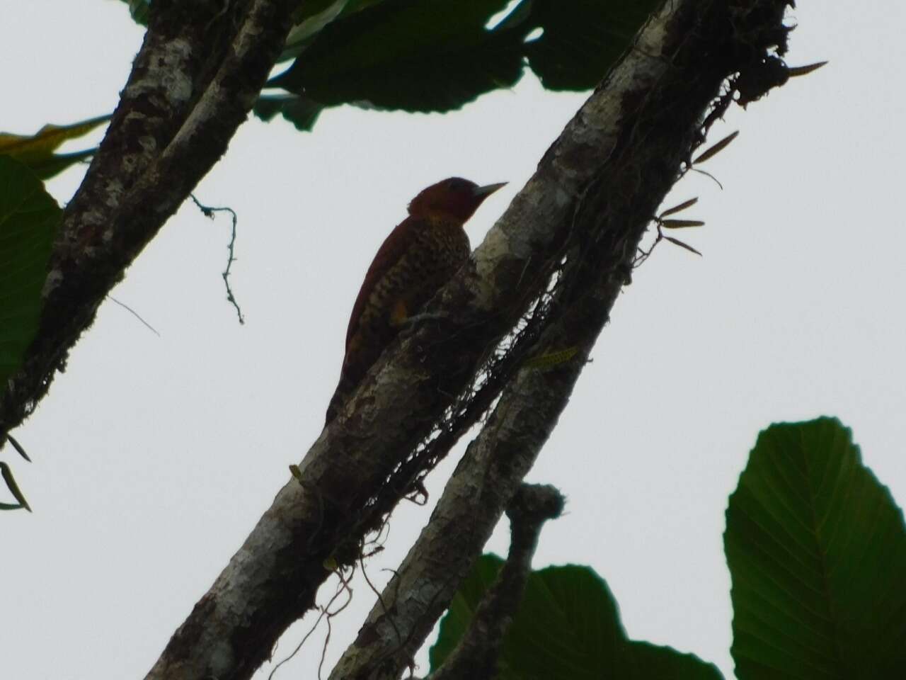 Image of Cinnamon Woodpecker