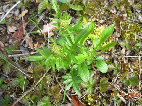 Image of marsh valerian