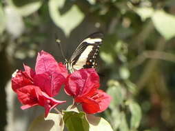 Sivun Papilio torquatus Cramer (1777) kuva