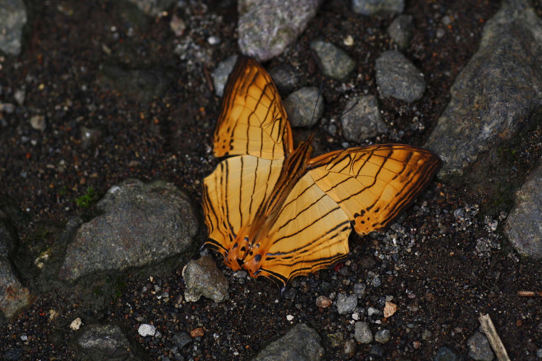 Image of Cyrestis lutea Zinken-Sommer 1831