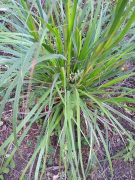 Imagem de Festuca amplissima Rupr. ex Galeotti