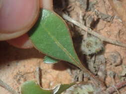 Image of Ptilotus aervoides (F. Müll.) F. Müll.