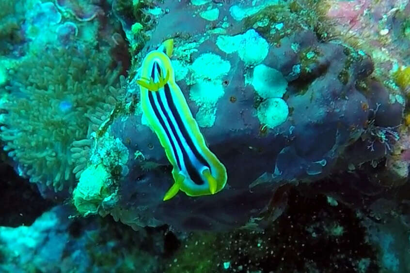 Sivun Chromodoris quadricolor (Rüppell & Leuckart 1830) kuva