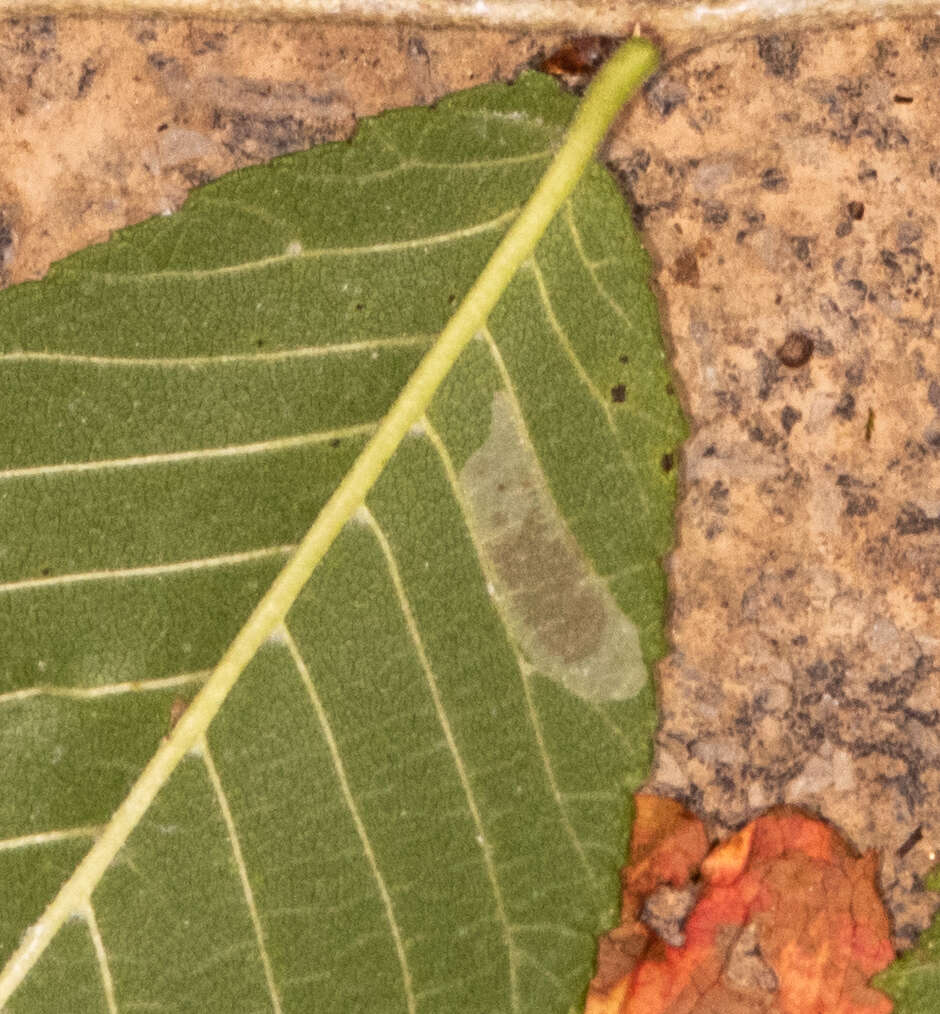 Image of Phyllonorycter argentinotella (Clemens 1859)