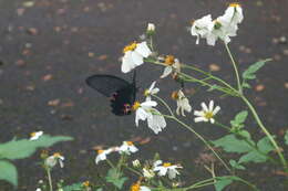 Image of Papilio protenor Cramer (1775)