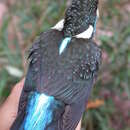 Image of Blyth's Kingfisher