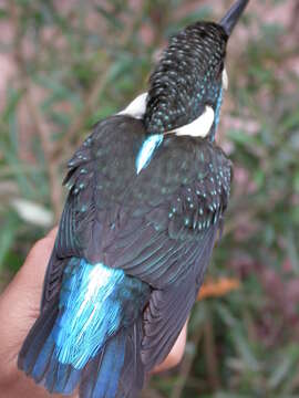 Image of Blyth's Kingfisher