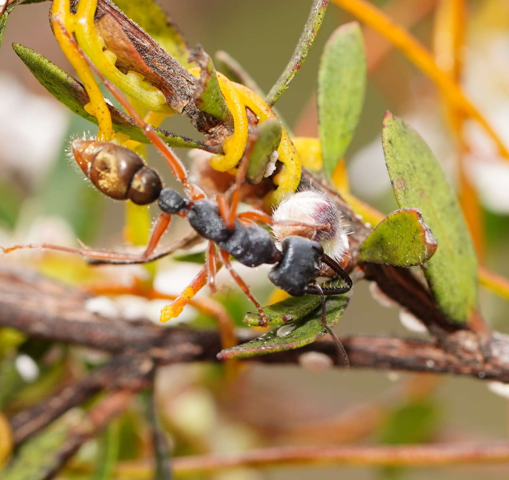 صورة Myrmecia fulviculis Forel 1913