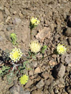 Sivun <i>Chaenactis <i>douglasii</i></i> var. douglasii kuva