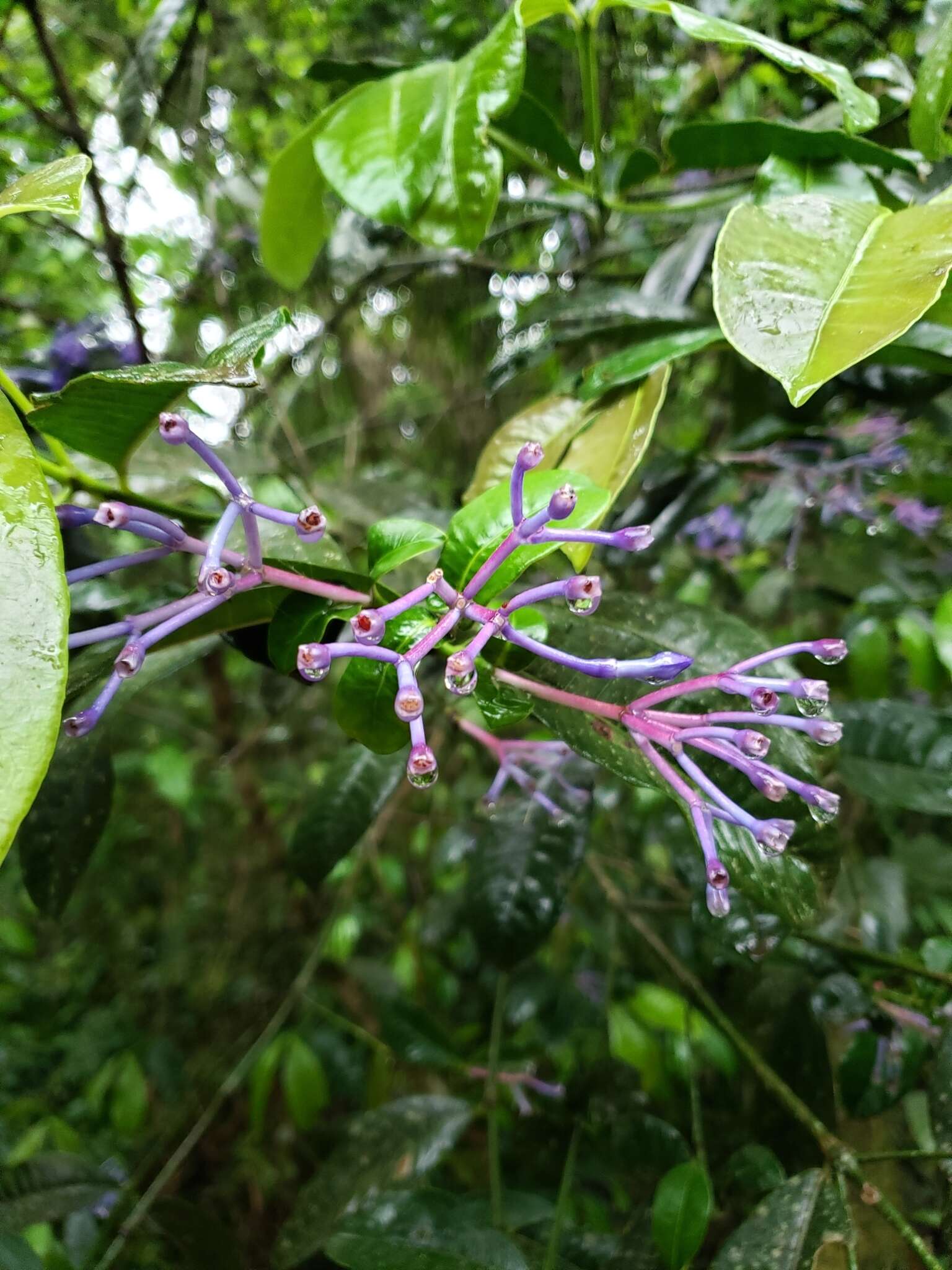 Image of Faramea hyacinthina Mart.