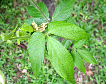 Image of Dalechampia websteri Armbr.