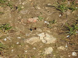 Image of Dotted bee-fly