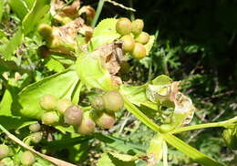 Image of Teedia lucida (Soland.) Rudolphi