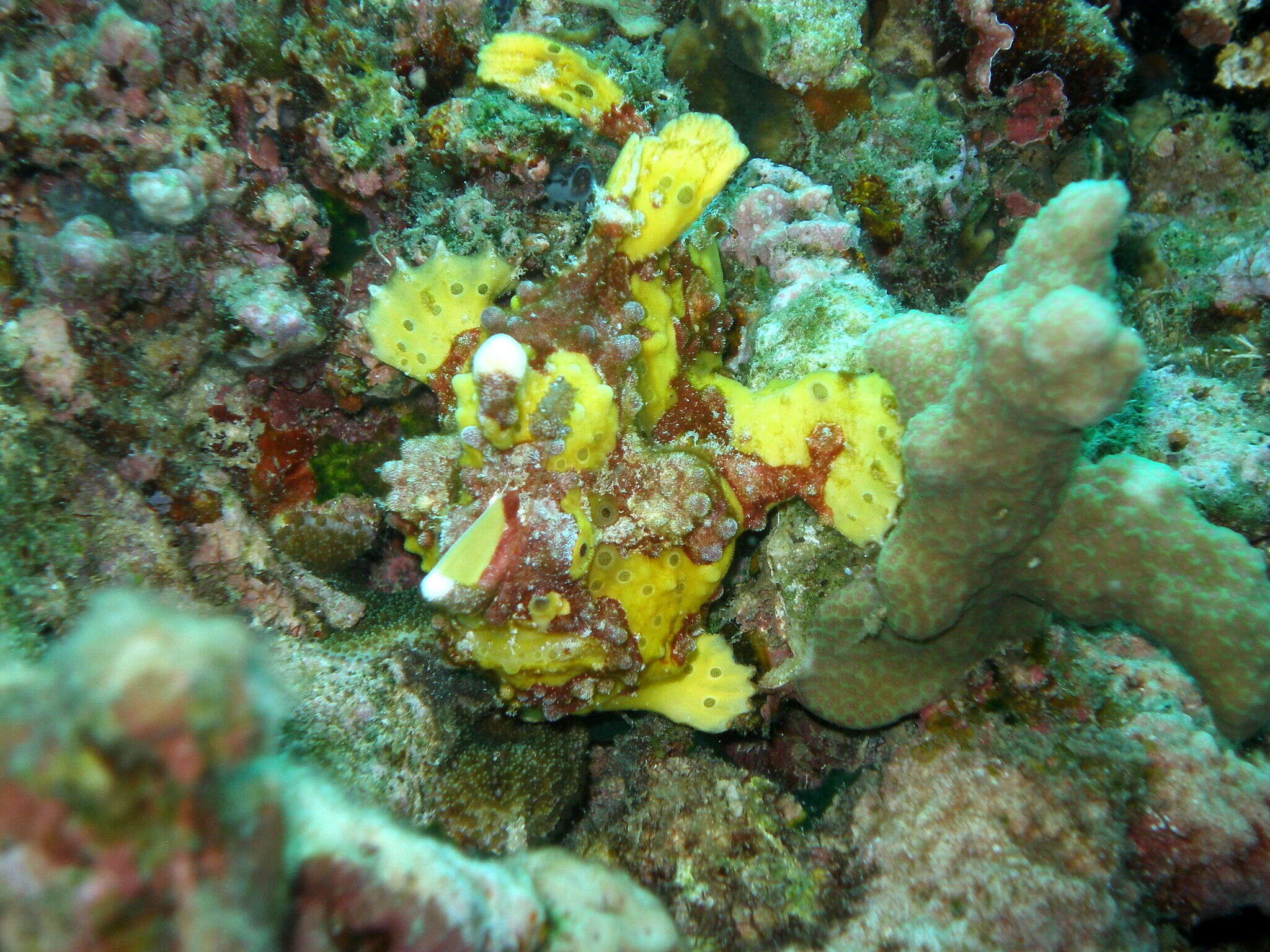 Image of Wartskin anglerfish