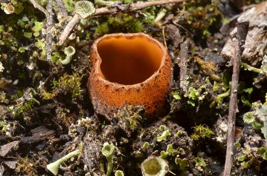 Image of Hoffmannoscypha pellita (Sacc.) Stielow, Göker & Klenk 2012