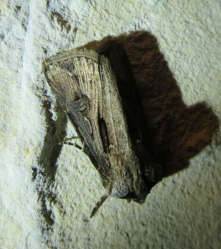 صورة Agrotis venerabilis Walker 1856