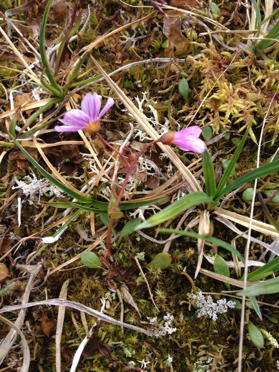 Claytonia sarmentosa C. A. Mey. resmi