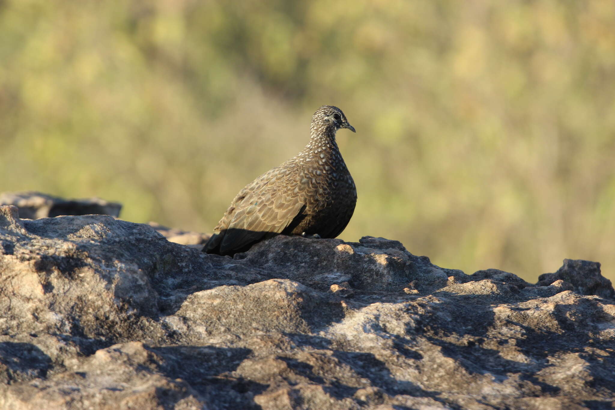 Image of Chestnut-quilled Rock Pigeon