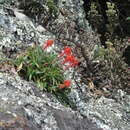 Image of Barbacenia luzulifolia Mart. ex Schult. & Schult. fil.