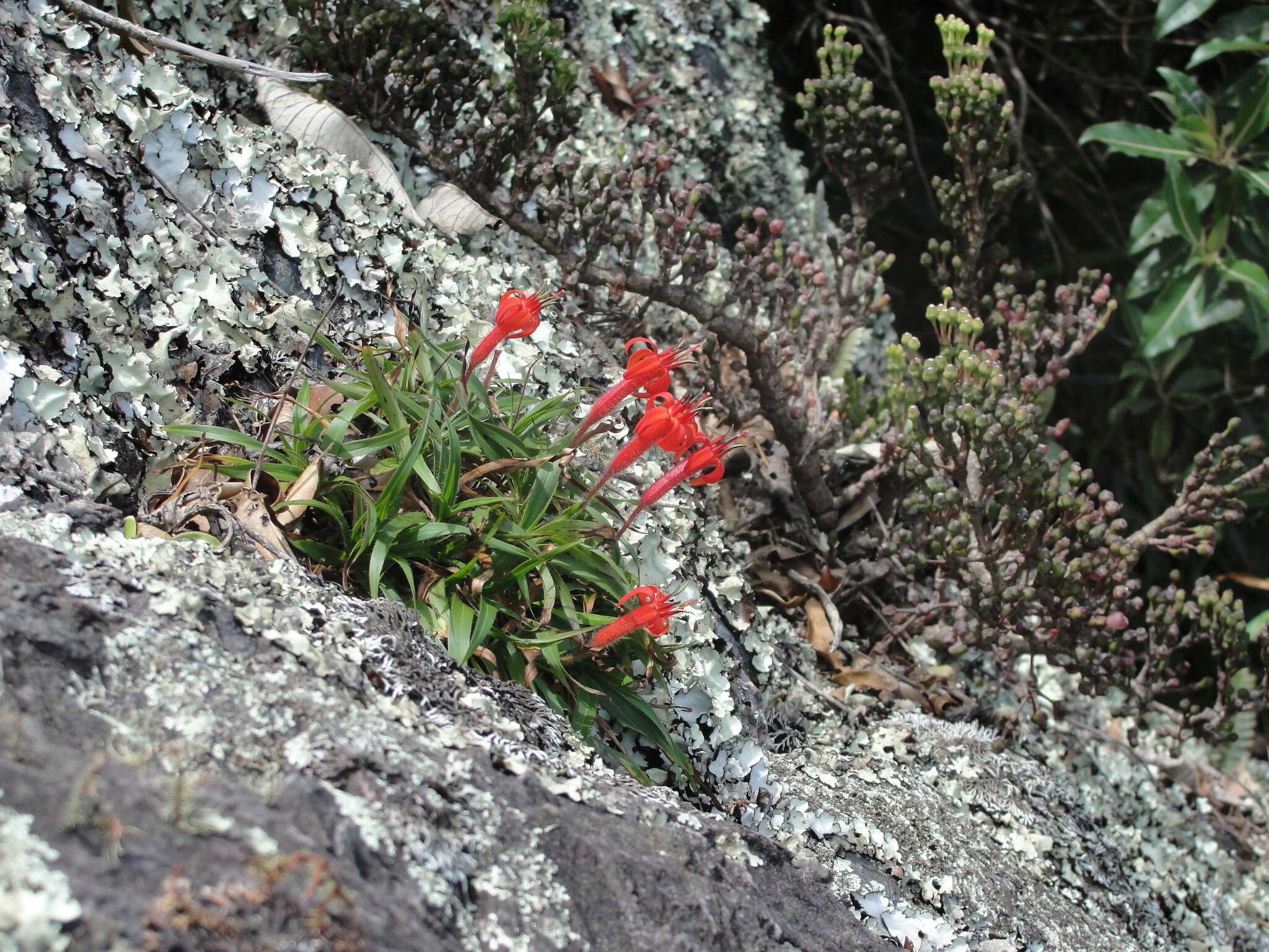 Image of Barbacenia luzulifolia Mart. ex Schult. & Schult. fil.