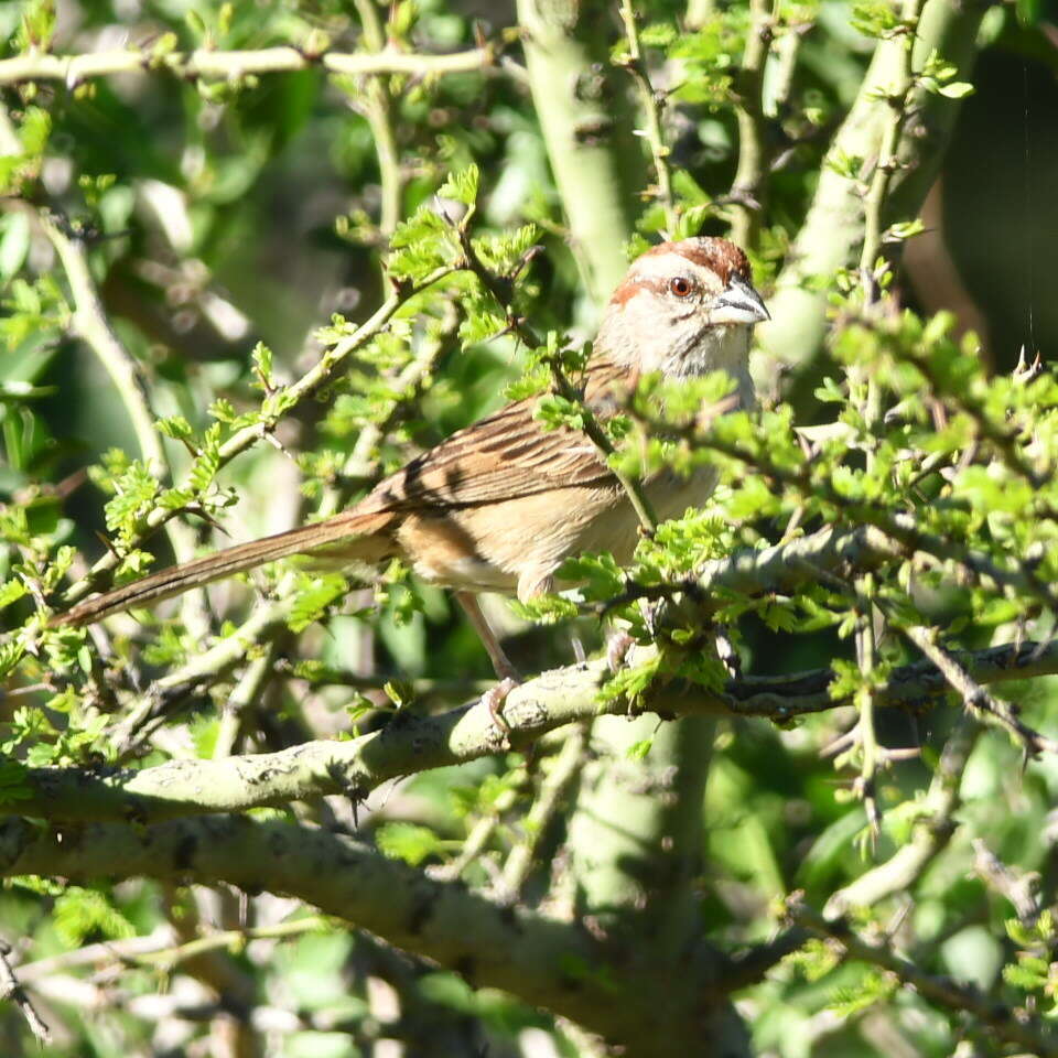 Image of Stripe-capped Sparrow