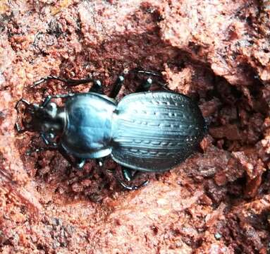 Image of Carabus (Carabus) vinctus (Weber 1801)