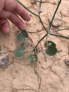 Image of Eriogonum exaltatum M. E. Jones