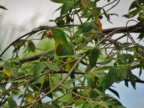 Image of Orange-chinned Parakeet