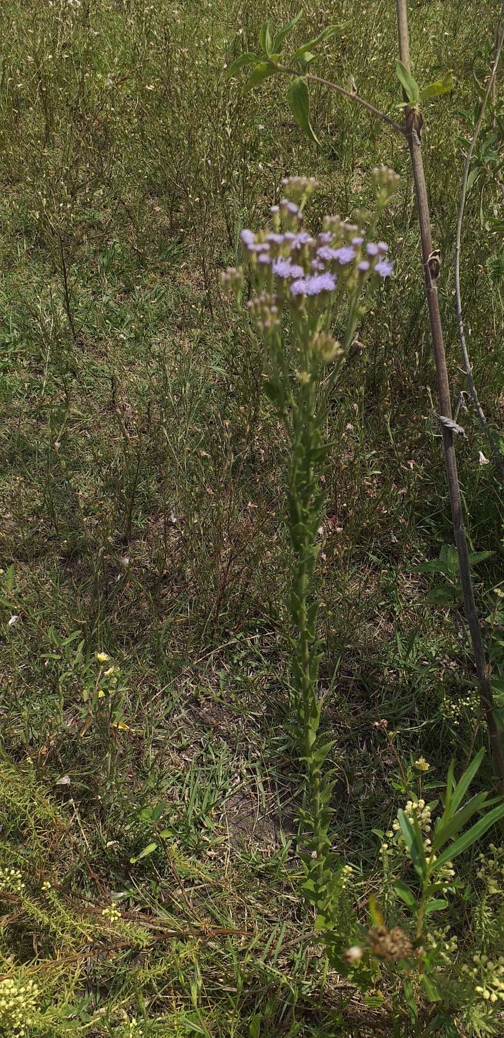 Image of Chromolaena hirsuta (Hook. & Arn.) R. King & H. Rob.