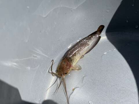 Image of Hong Kong catfish