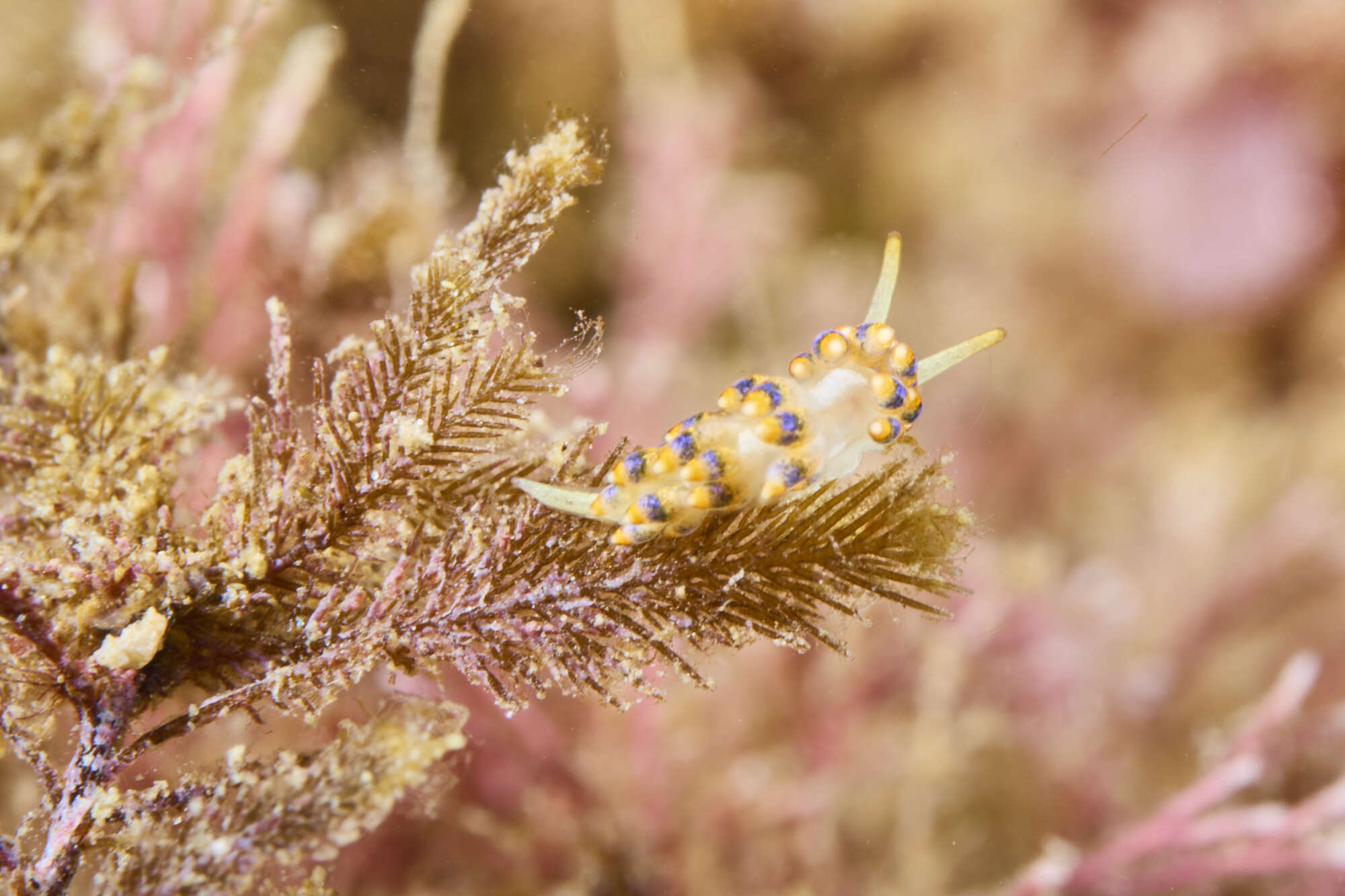 Image of Trinchesia morrowae Korshunova, Picton, Furfaro, Mariottini, Pontes, Prkić, Fletcher, Malmberg, Lundin & Martynov 2019