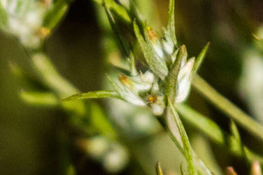 Image of Narrow-leaved cudweed