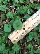 Imagem de Dichondra carolinensis Michx.