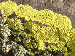 Image of Gold cobblestone lichen