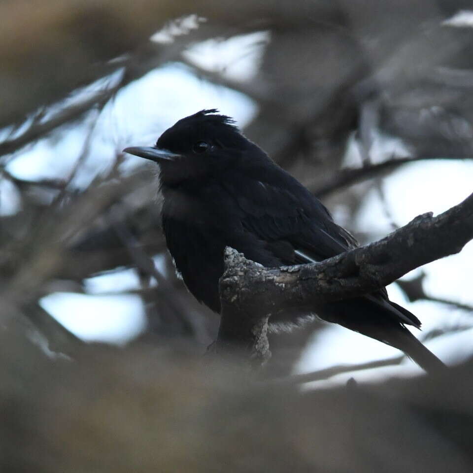 Image of White-winged Black Tyrant