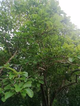 Image de Jatropha sympetala S. F. Blake & Standl.