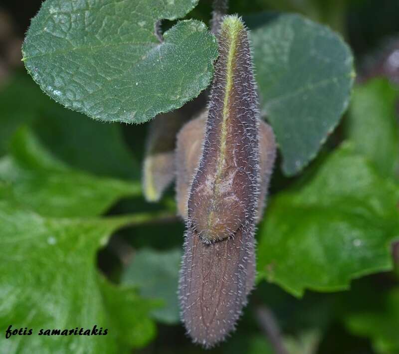 Image of Aristolochia cretica Lam.