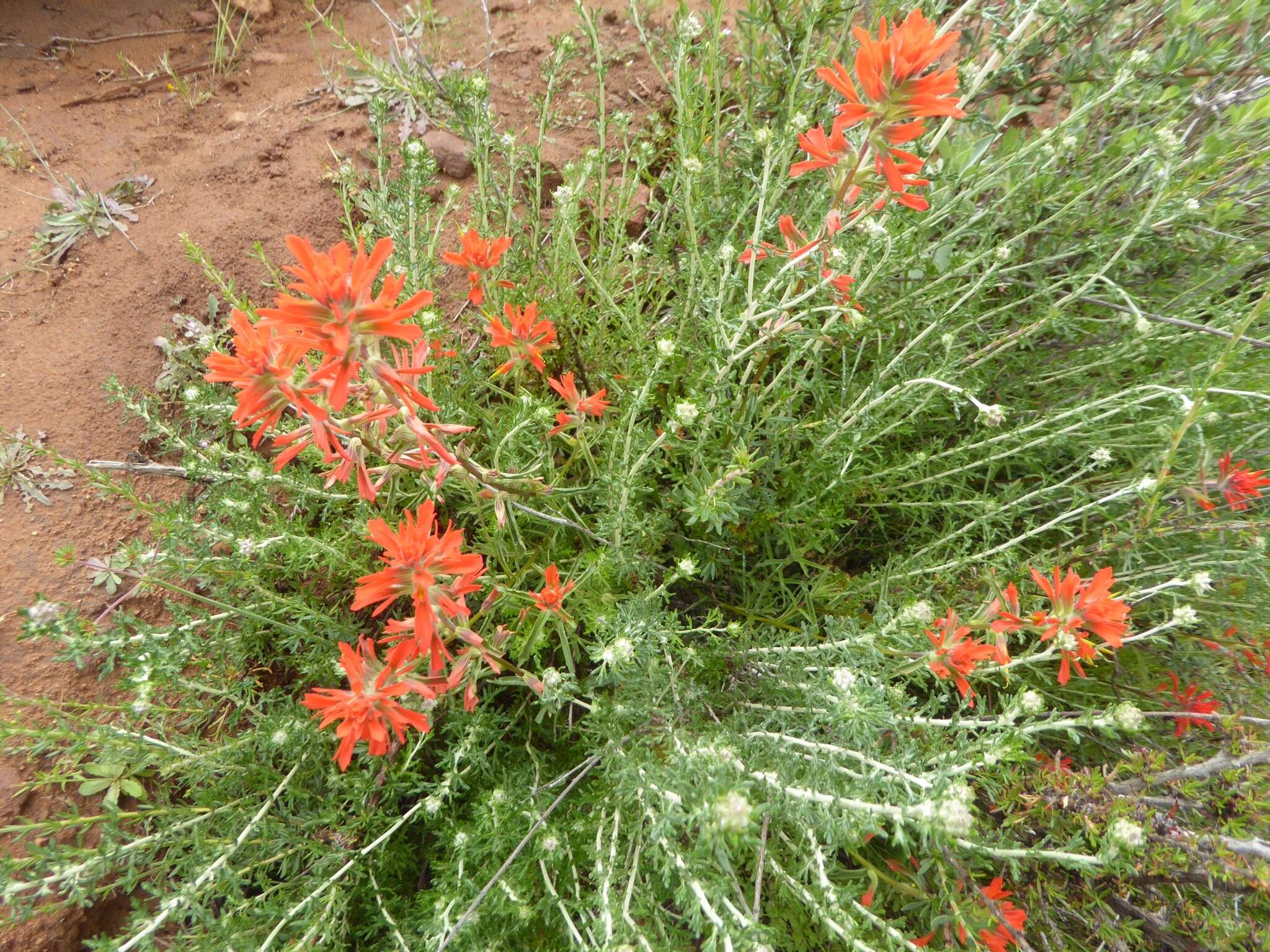 Image of coast Indian paintbrush