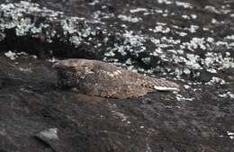 Image of Freckled Nightjar