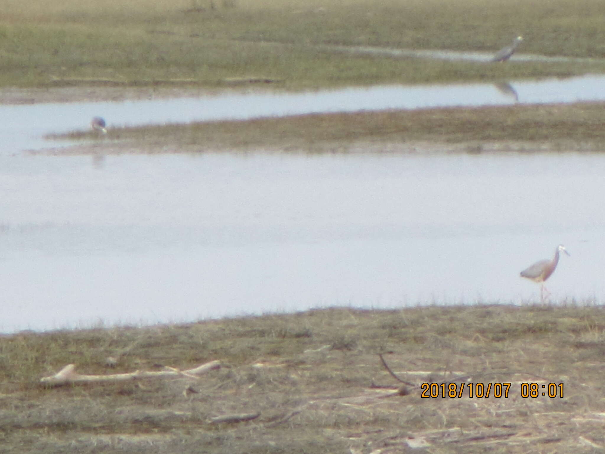 Image of Egretta novaehollandiae novaehollandiae