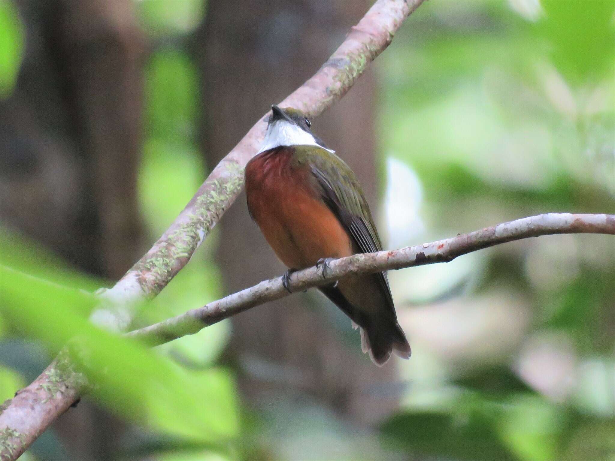 Image of Yellow-crested Manakin