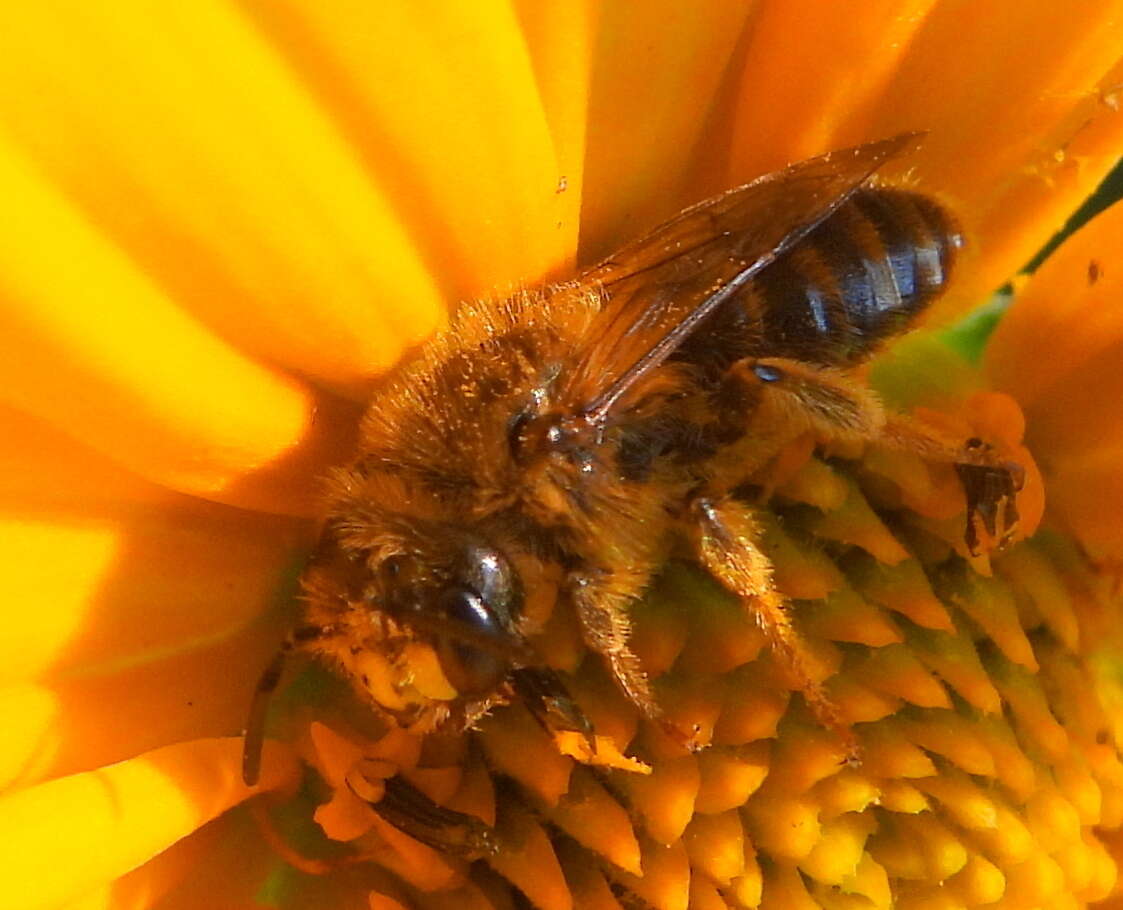 Image of Andrena accepta Viereck 1916