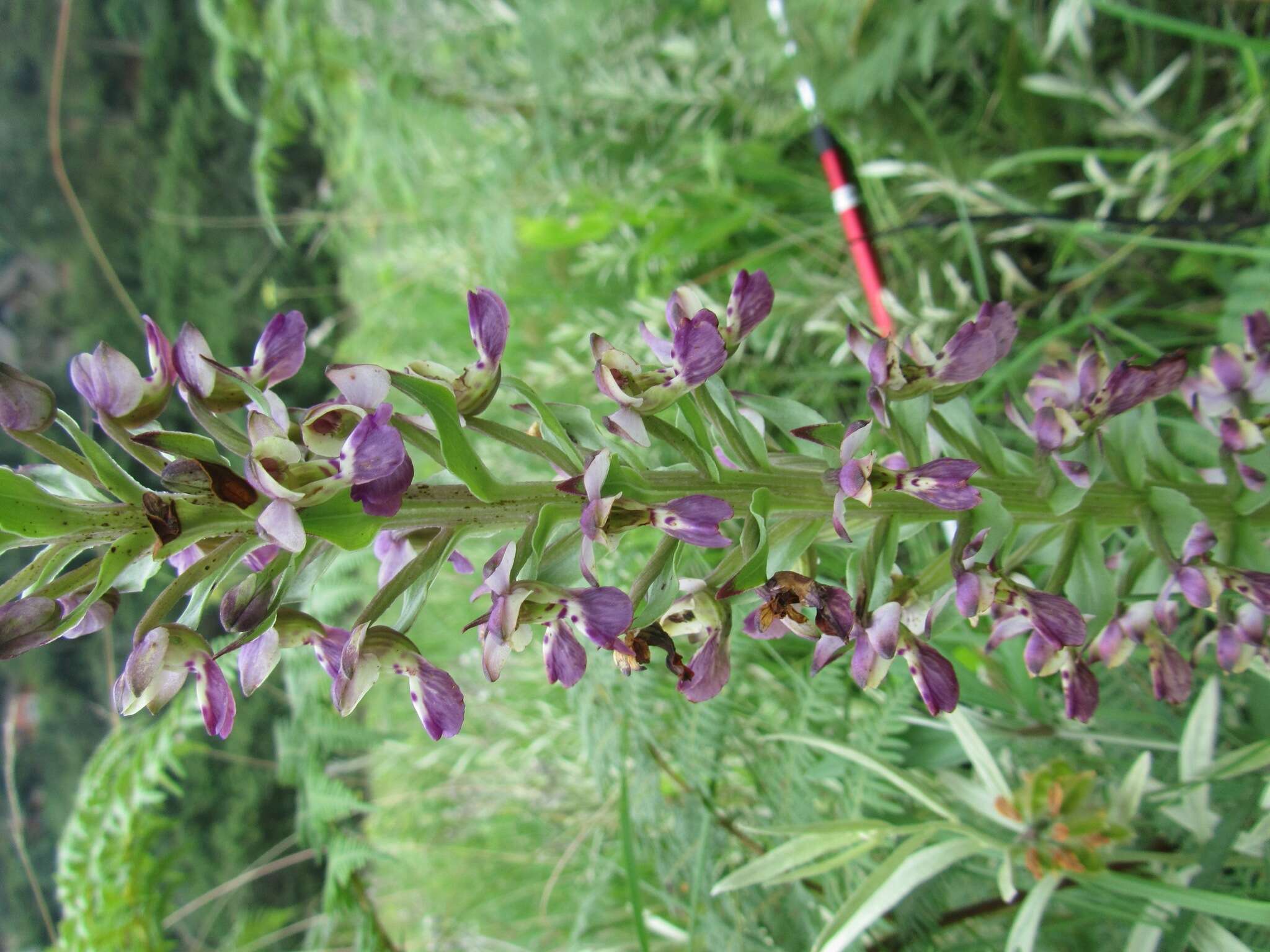 Image of Brachycorythis ovata subsp. ovata