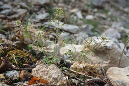 Imagem de Hornungia petraea (L.) Rchb.