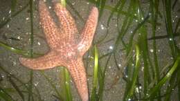 Слика од Pisaster brevispinus (Stimpson 1857)