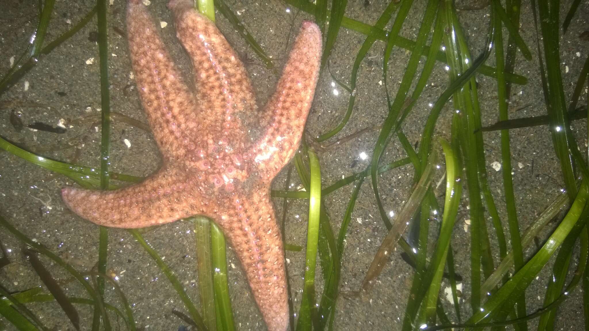 Image of Giant Pink Sea Star