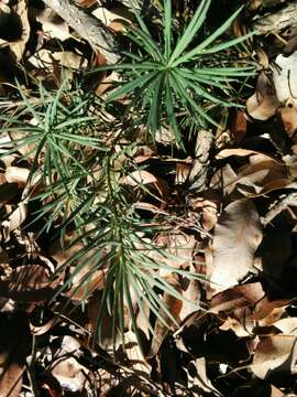 Image of Emu Berry