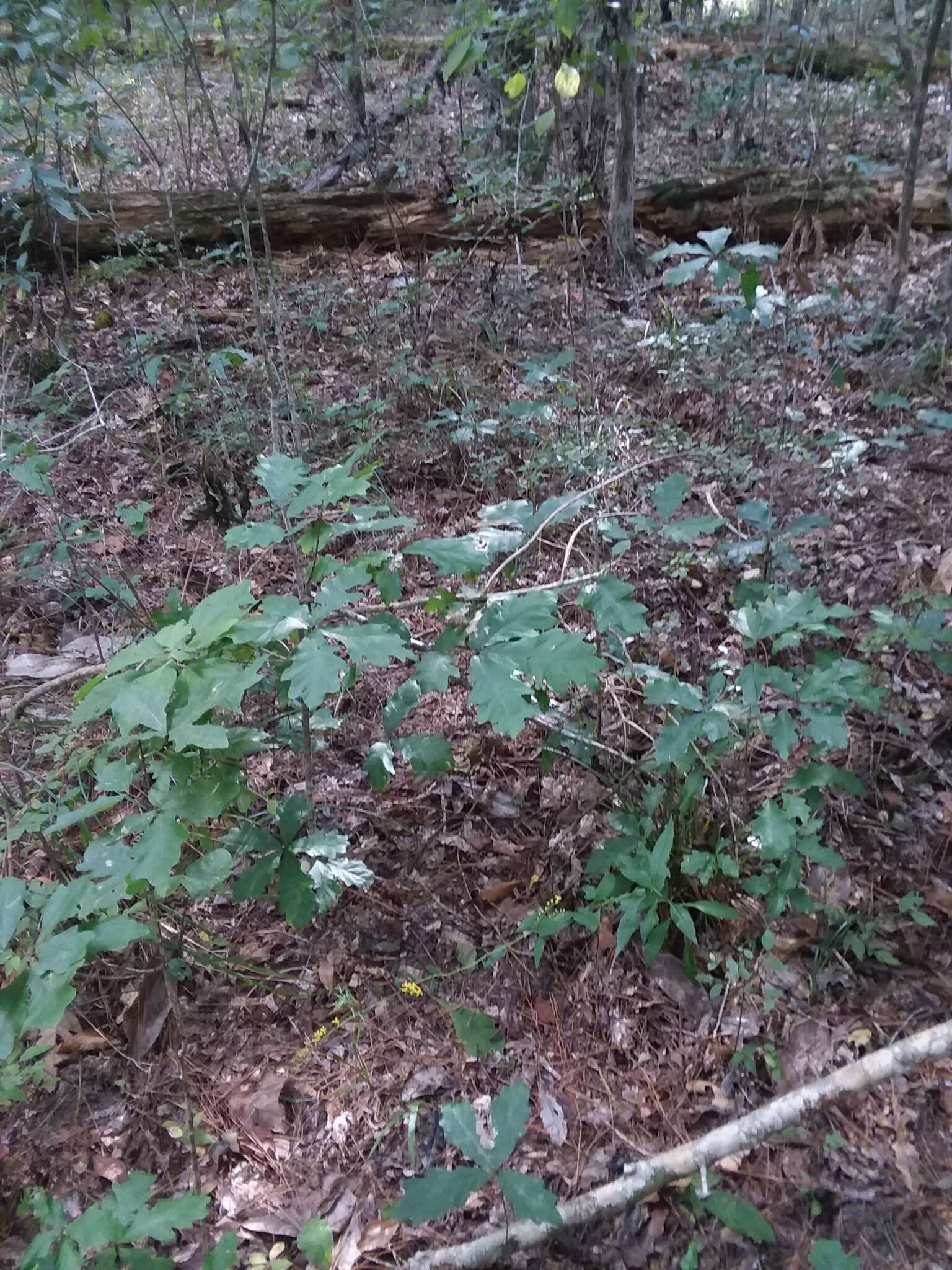 Solidago arguta var. boottii (Hook.) E. J. Palmer & Steyerm. resmi