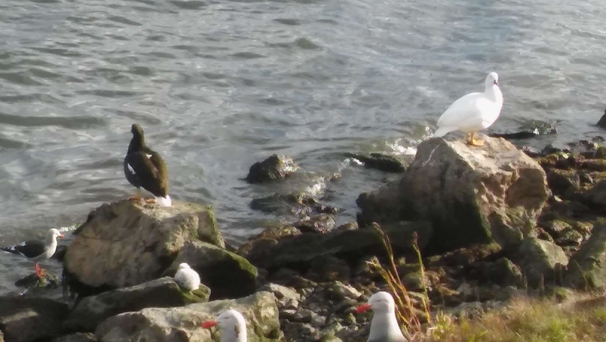 Image of Kelp Goose